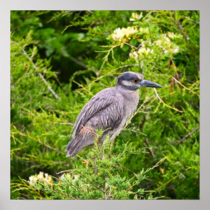 Poster van Geelkruinreiger
