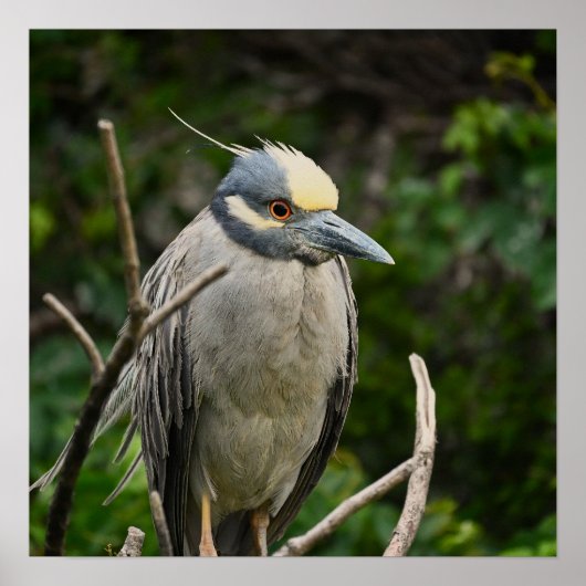 Poster van Geelkruinreiger (Voorkant)