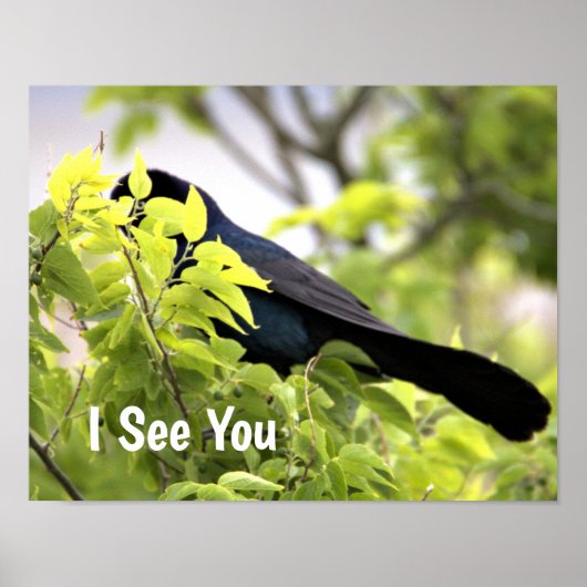 Poster van gekkenstaartgrackle (Voorkant)