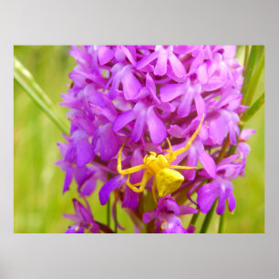 Poster van Gele Crab Spider
