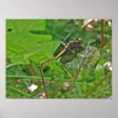 Poster van gele dragonfly (Voorkant)
