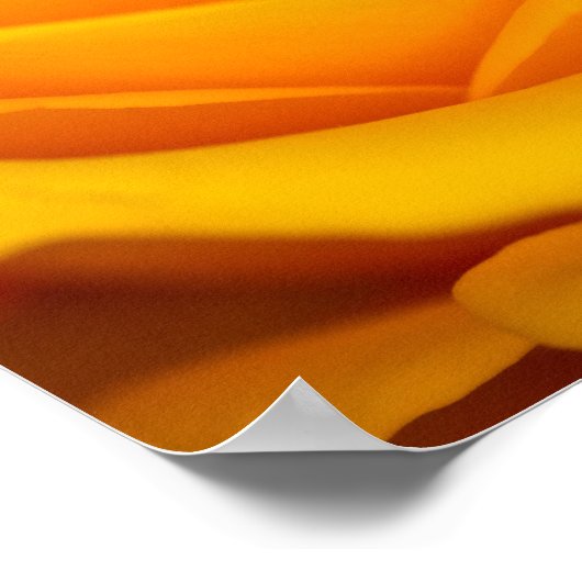 Poster van gele rozenbloem (Hoek)