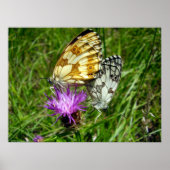 Poster van gemarmerde witte vlinders (Voorkant)