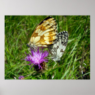 Poster van gemarmerde witte vlinders