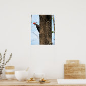 Poster van gepileerde Woodpecker (3625) (Keuken)