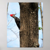Poster van gepileerde Woodpecker (3625) (Voorkant)