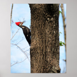 Poster van gepileerde Woodpecker (3625)