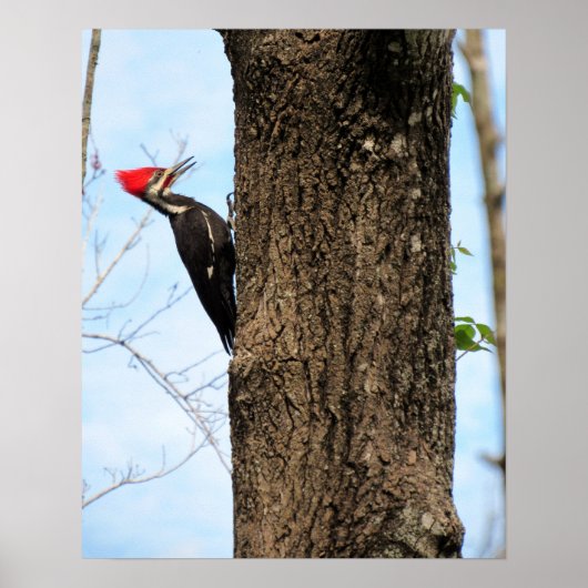 Poster van gepileerde Woodpecker (3625) (Voorkant)