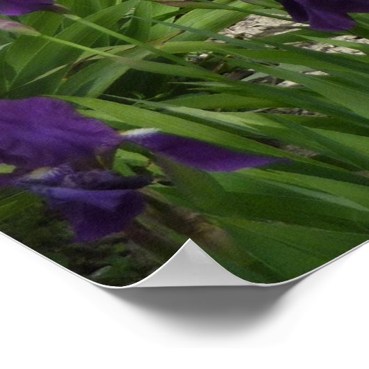POSTER - Van Gogh Iris (Hoek)