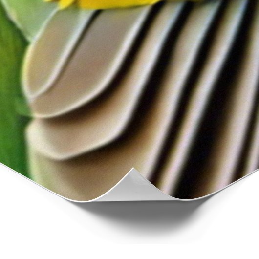 Poster van Gouldian Finch (Hoek)