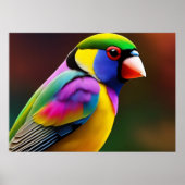 Poster van Gouldian Finch (Voorkant)