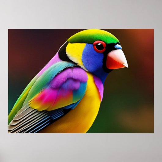 Poster van Gouldian Finch (Voorkant)