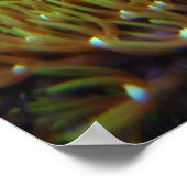 poster van groene ster polyp koraal (Hoek)