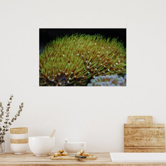 poster van groene ster polyp koraal (Keuken)