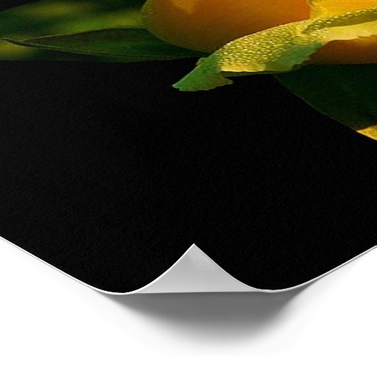 Poster van grote gele rozenrog (Hoek)