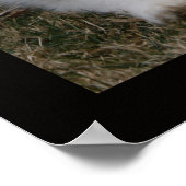 Poster VAN GROTE PYREENTELKENS (Hoek)