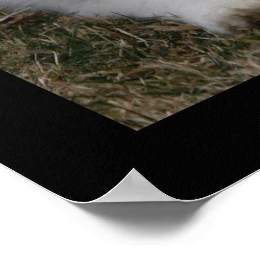 Poster VAN GROTE PYREENTELKENS (Hoek)