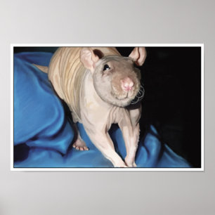 Poster van haarloze rat