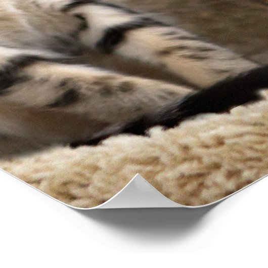 Poster van Hakuna Matata kitten (Hoek)