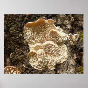 Poster van Hericium cirrhatum Mushroom