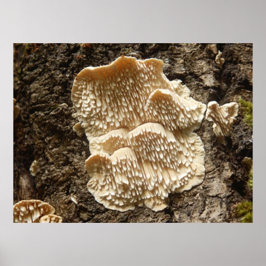 Poster van Hericium cirrhatum Mushroom (Voorkant)