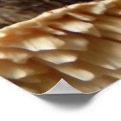 Poster van Hericium cirrhatum Mushroom (Hoek)