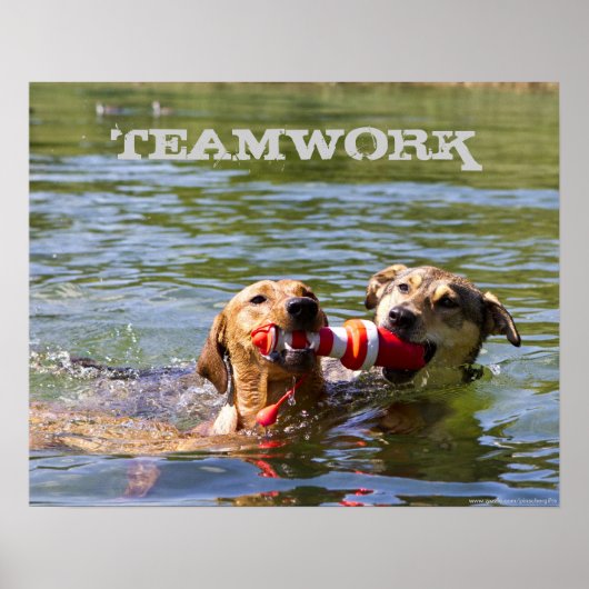 Poster van het Dog Teamwork (Voorkant)