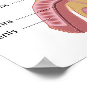 Poster van het mannelijke voortplantingssysteem (Hoek)