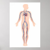 Poster van het menselijk bloedsysteem (Voorkant)