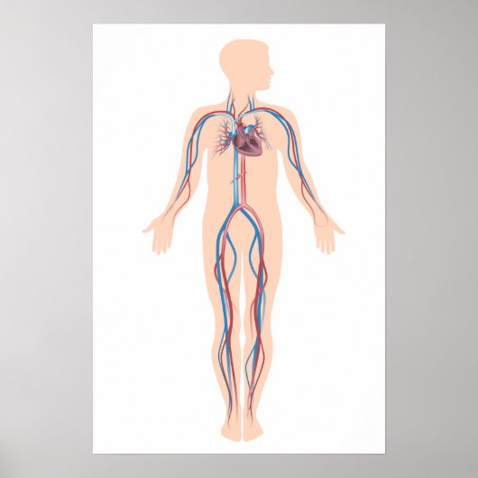 Poster van het menselijk bloedsysteem (Voorkant)