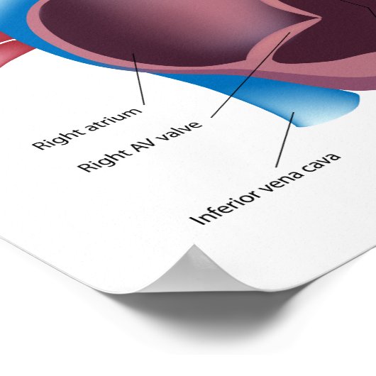 Poster van het menselijk hart (Hoek)