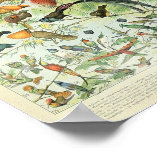  Poster van het Tropisch Oerwoud Forest Bird (Hoek)