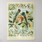  Poster van het Tropisch Oerwoud Forest Bird (Voorkant)