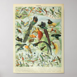  Poster van het Tropisch Oerwoud Forest Bird