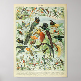  Poster van het Tropisch Oerwoud Forest Bird