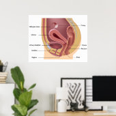 Poster van het voortplantingssysteem van vrouwen (Thuiskantoor)