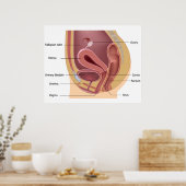 Poster van het voortplantingssysteem van vrouwen (Keuken)