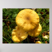 Poster van Honey Fungus Mushroom (Voorkant)
