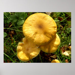 Poster van Honey Fungus Mushroom