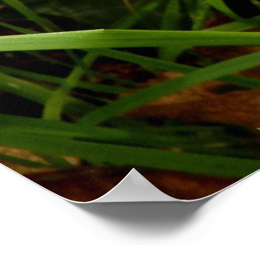 Poster van Honey Fungus Mushroom (Hoek)