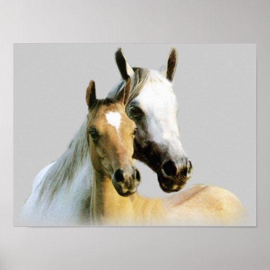 Poster van Horse Buddies (Voorkant)