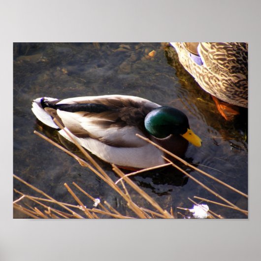 Poster van hout Duck (Voorkant)