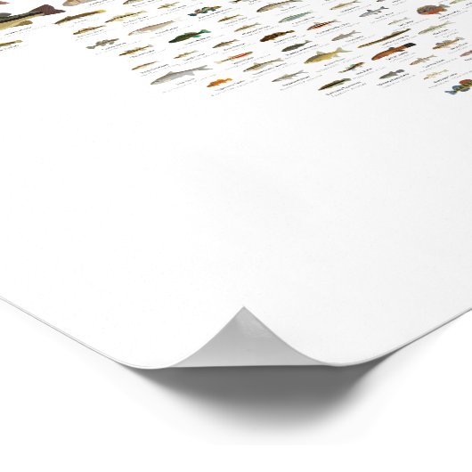 Poster van Illinois (Hoek)