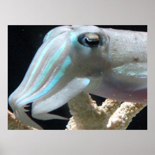 Poster van inktvis (Voorkant)