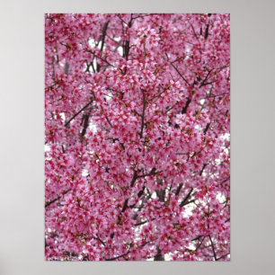 Poster van Japanse Cherry Blossom Wall
