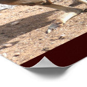 Poster van Kangaroos (Hoek)