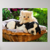 Poster van katten en honden (Voorkant)