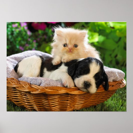 Poster van katten en honden (Voorkant)