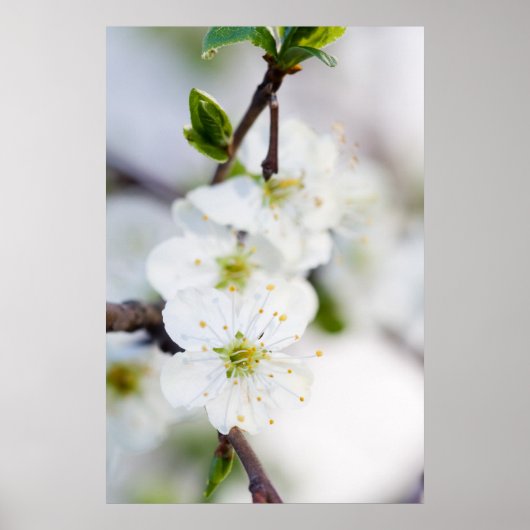 Poster van kersen met bloesems/canvas (Voorkant)