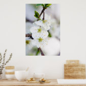 Poster van kersen met bloesems/canvas (Keuken)